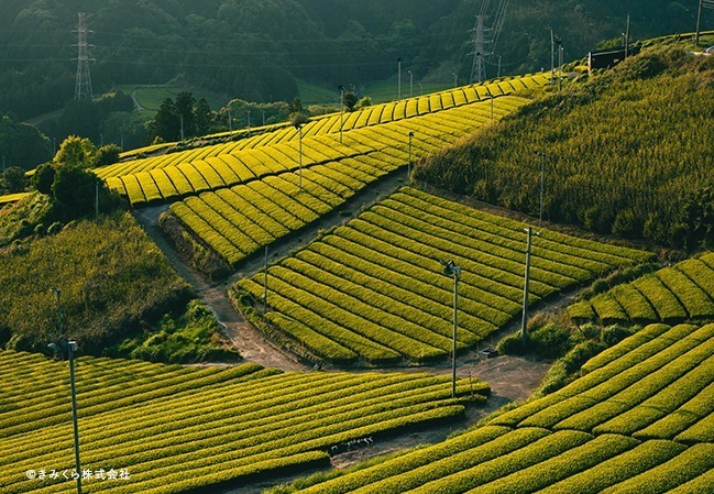 濃厚苺"紅ほっぺ"×自家製抹茶のパフェ＆スイーツプレート、静岡・日本茶きみくらで｜写真5