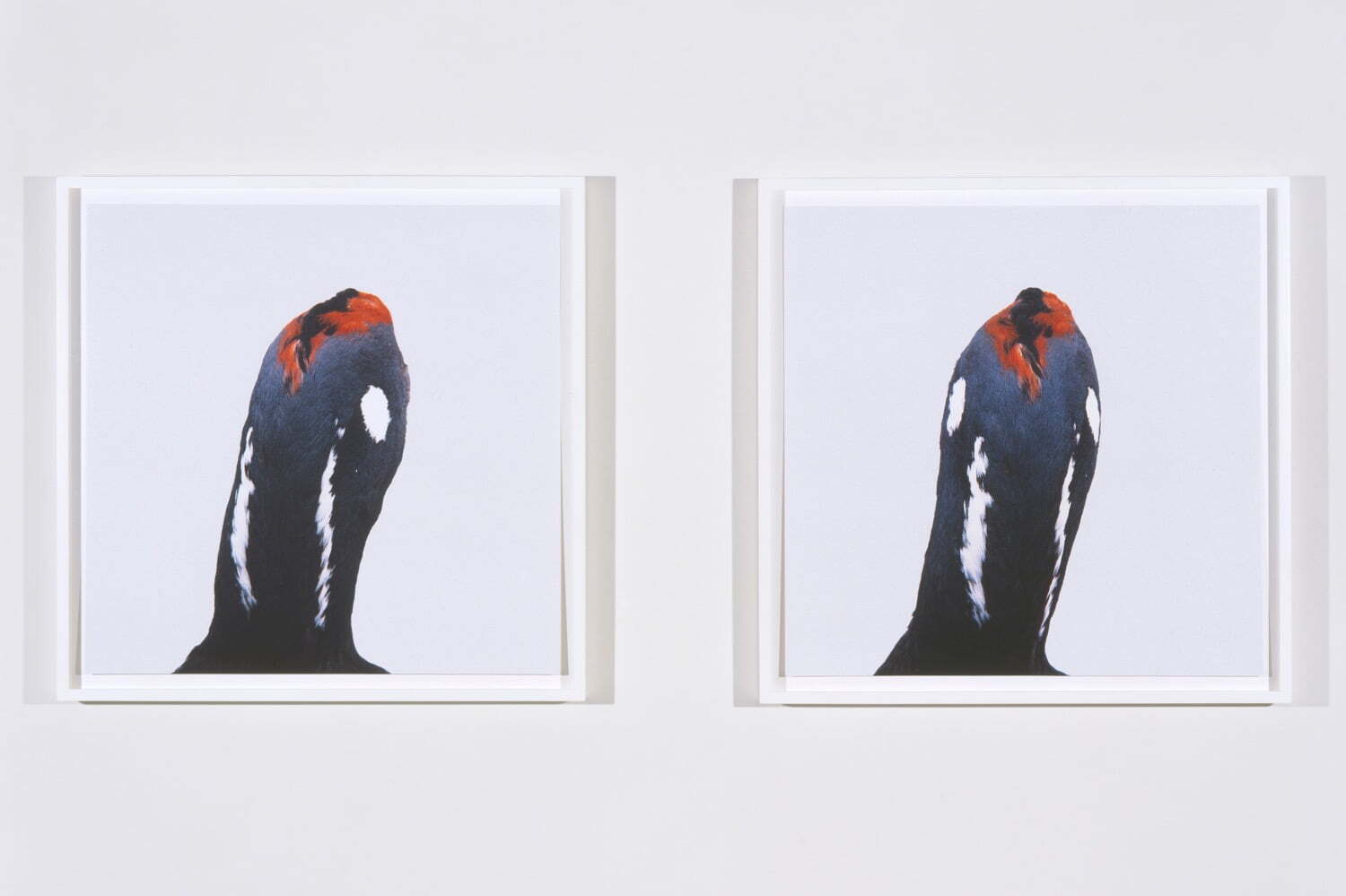 ロニ・ホーンの個展がタカ・イシイギャラリーで - 野鳥の剥製を撮影