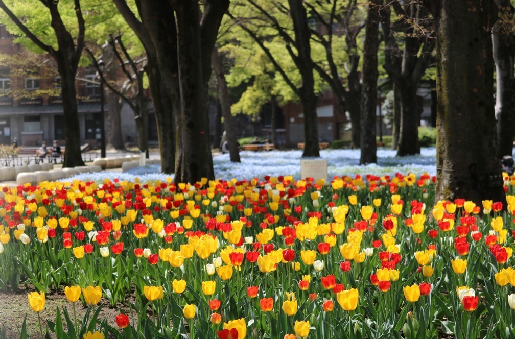 東京ミッドタウン日比谷「ヒビヤブロッサム 2022」開催、春の花々が日比谷の街を彩る｜写真5