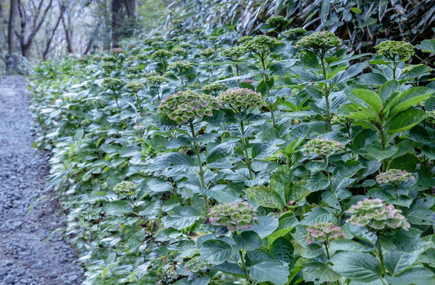 ニコライ・バーグマンの庭園が箱根・強羅に誕生、四季折々の花と自然を五感で体感 - カフェも併設｜写真4