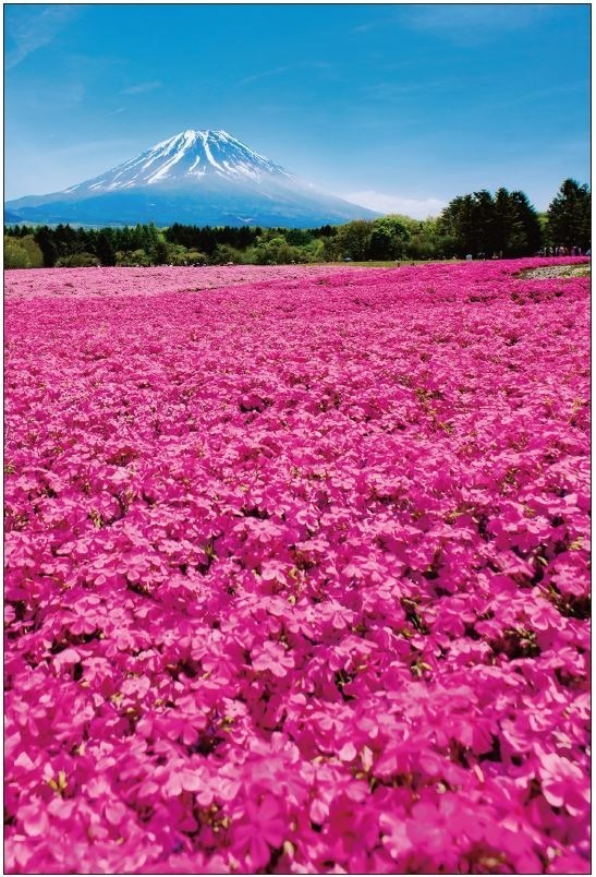 2022富士芝桜まつり」 “富士山×芝桜”が織りなす春の絶景、富士河口湖に