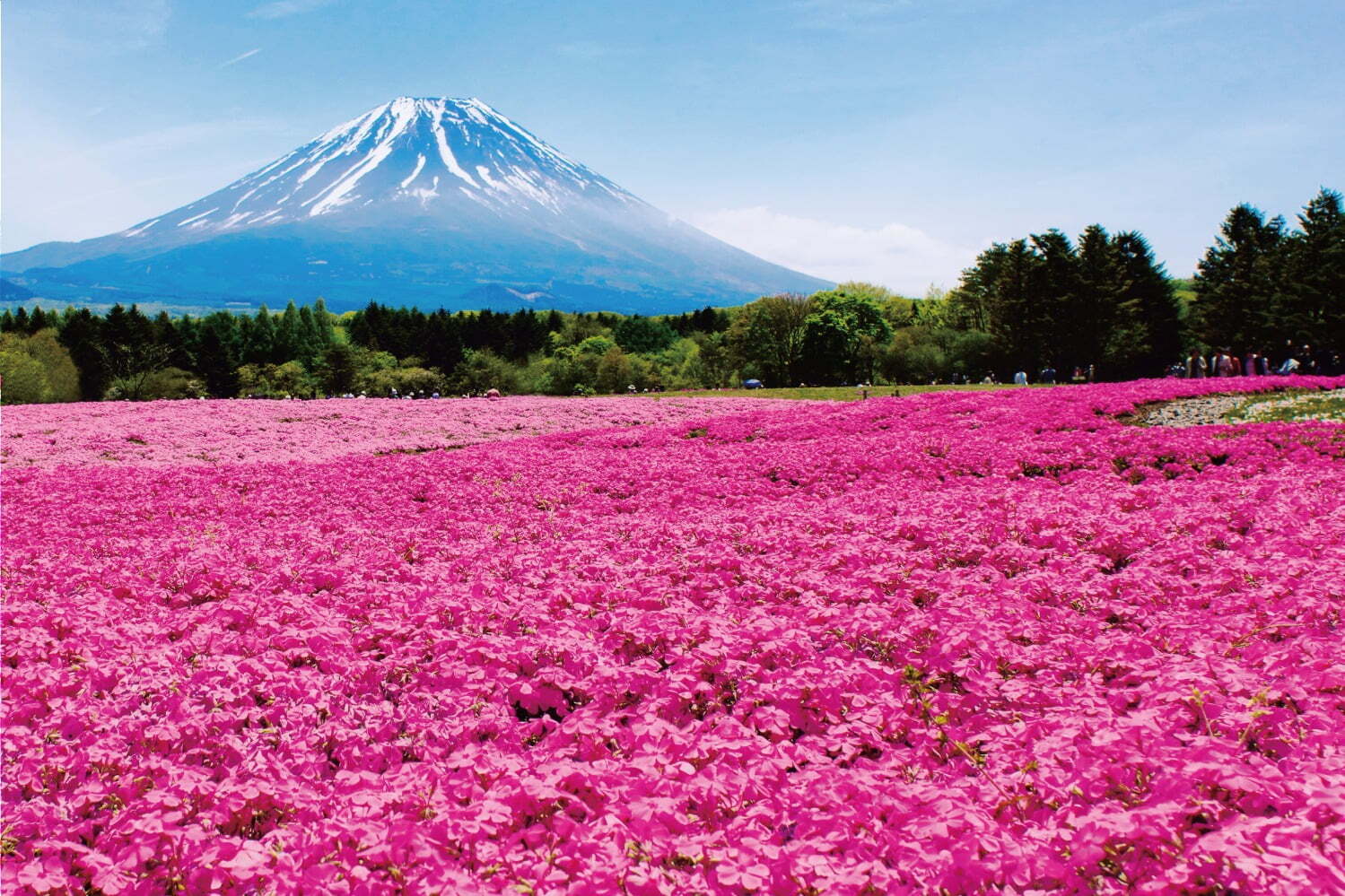 2022富士芝桜まつり」 “富士山×芝桜”が織りなす春の絶景、富士河口湖に