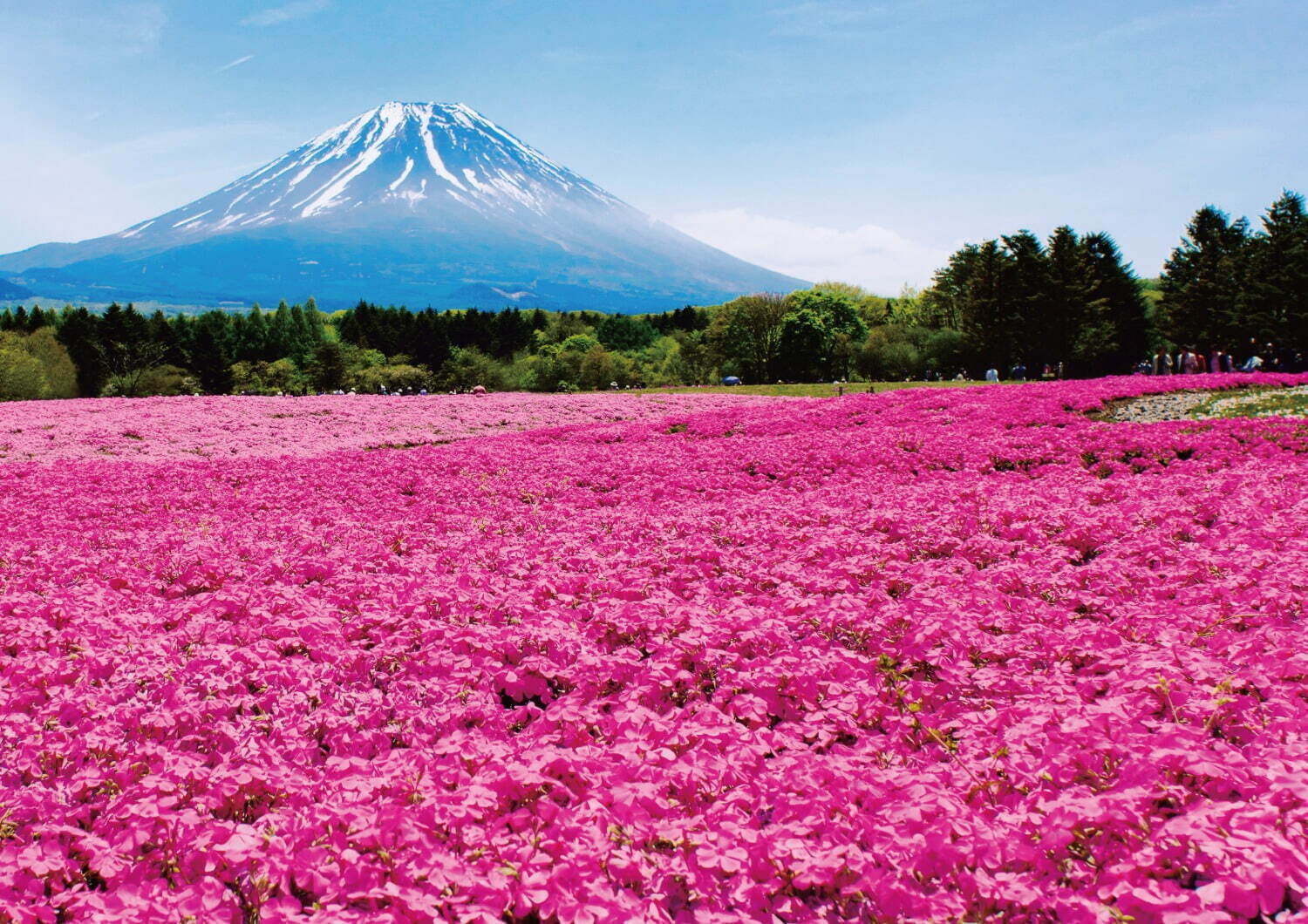 全国のお花見イベント22 バラやネモフィラ を愛でるフラワーガーデンなどおすすめ人気スポット ファッションプレス