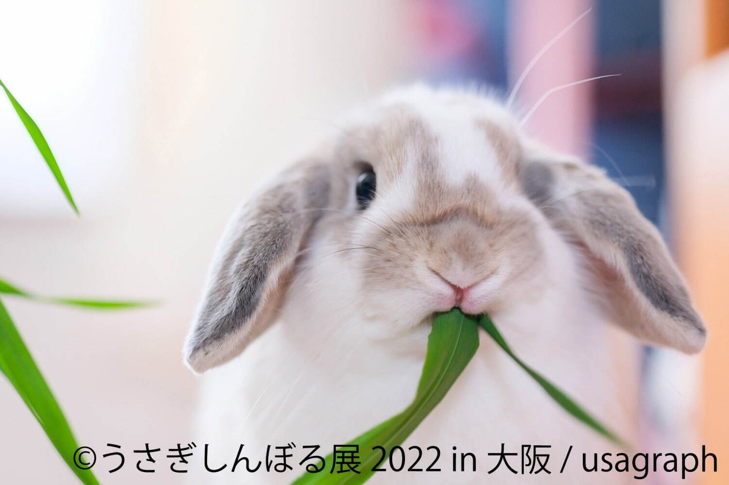 うさぎの合同写真展・物販展「うさぎしんぼる展」大阪で、300点以上の作品展示＆限定グッズ｜写真1