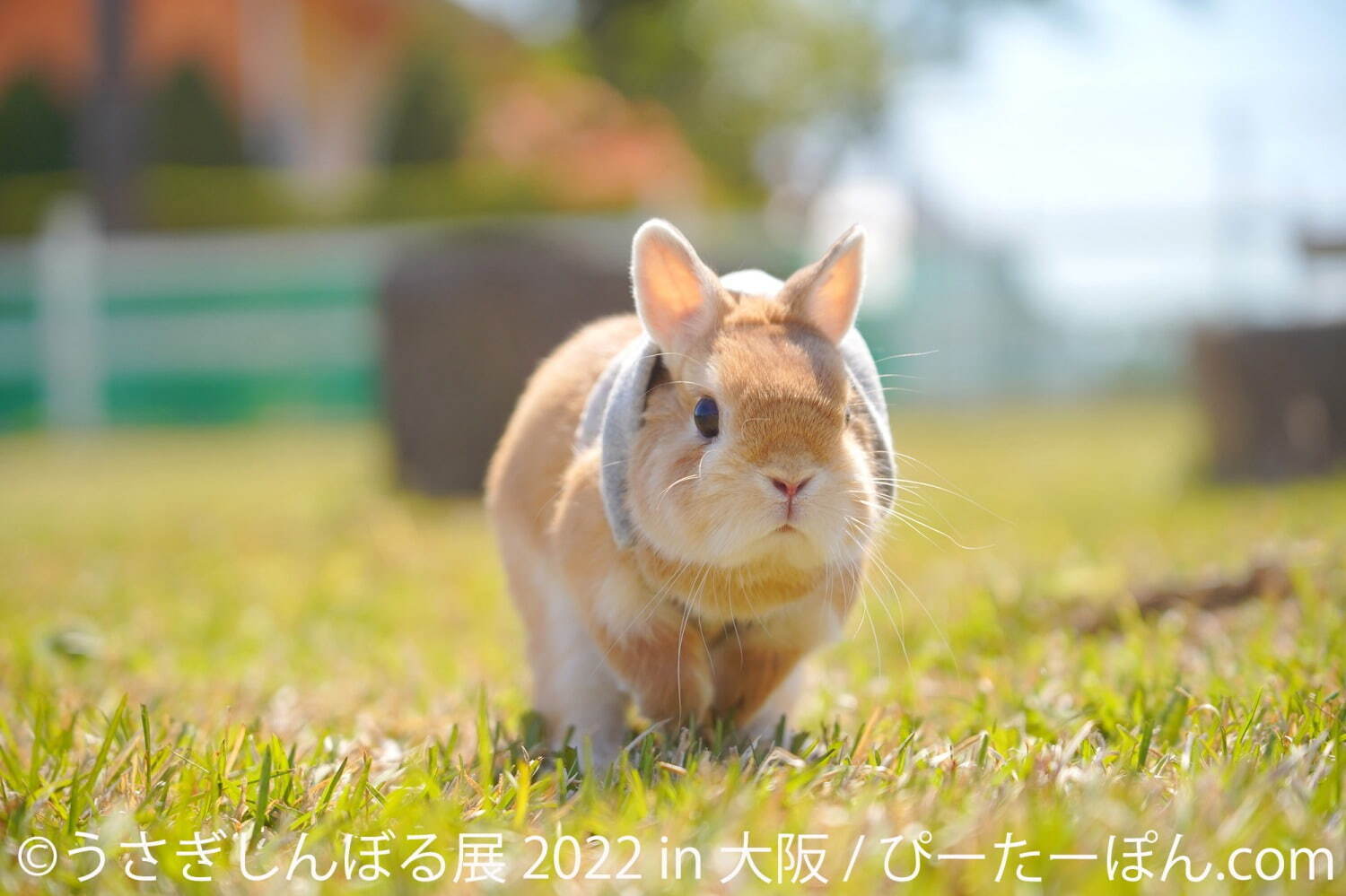 うさぎの合同写真展・物販展「うさぎしんぼる展」大阪で、300点以上の作品展示＆限定グッズ｜写真5