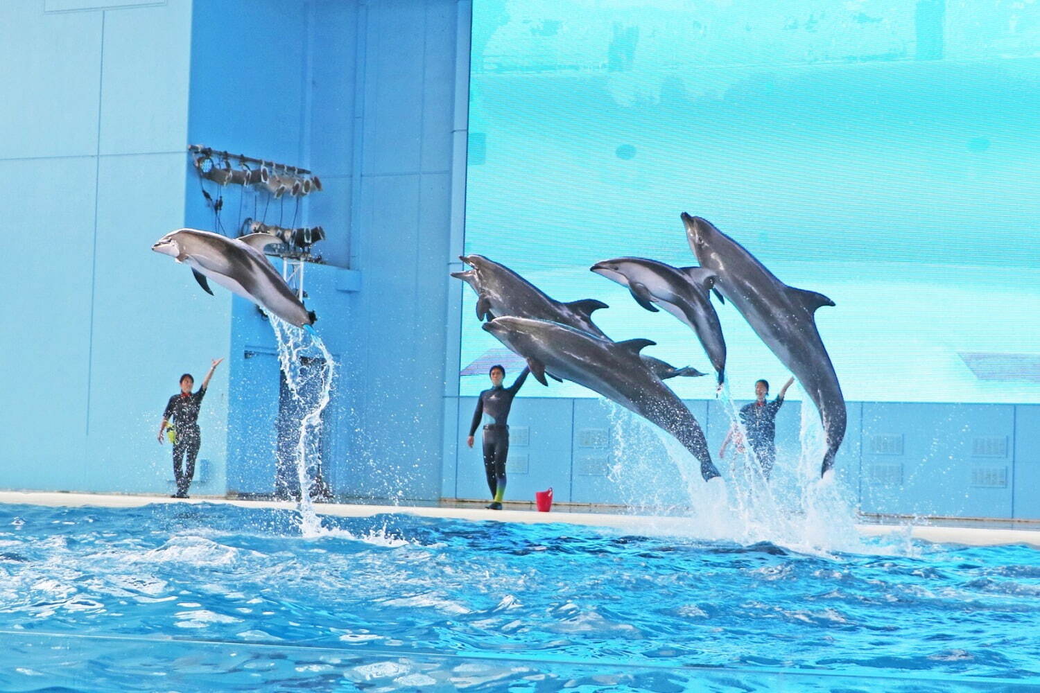 横浜・八景島シーパラダイス春イベント「＃はなパラ」大水槽を舞う桜色のイワシやペンギンのお花見パレード｜写真9