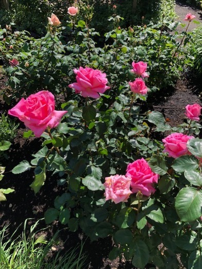 箱根強羅公園、5月下旬はバラの開花 - 深緑とバラのコントラスト｜写真2