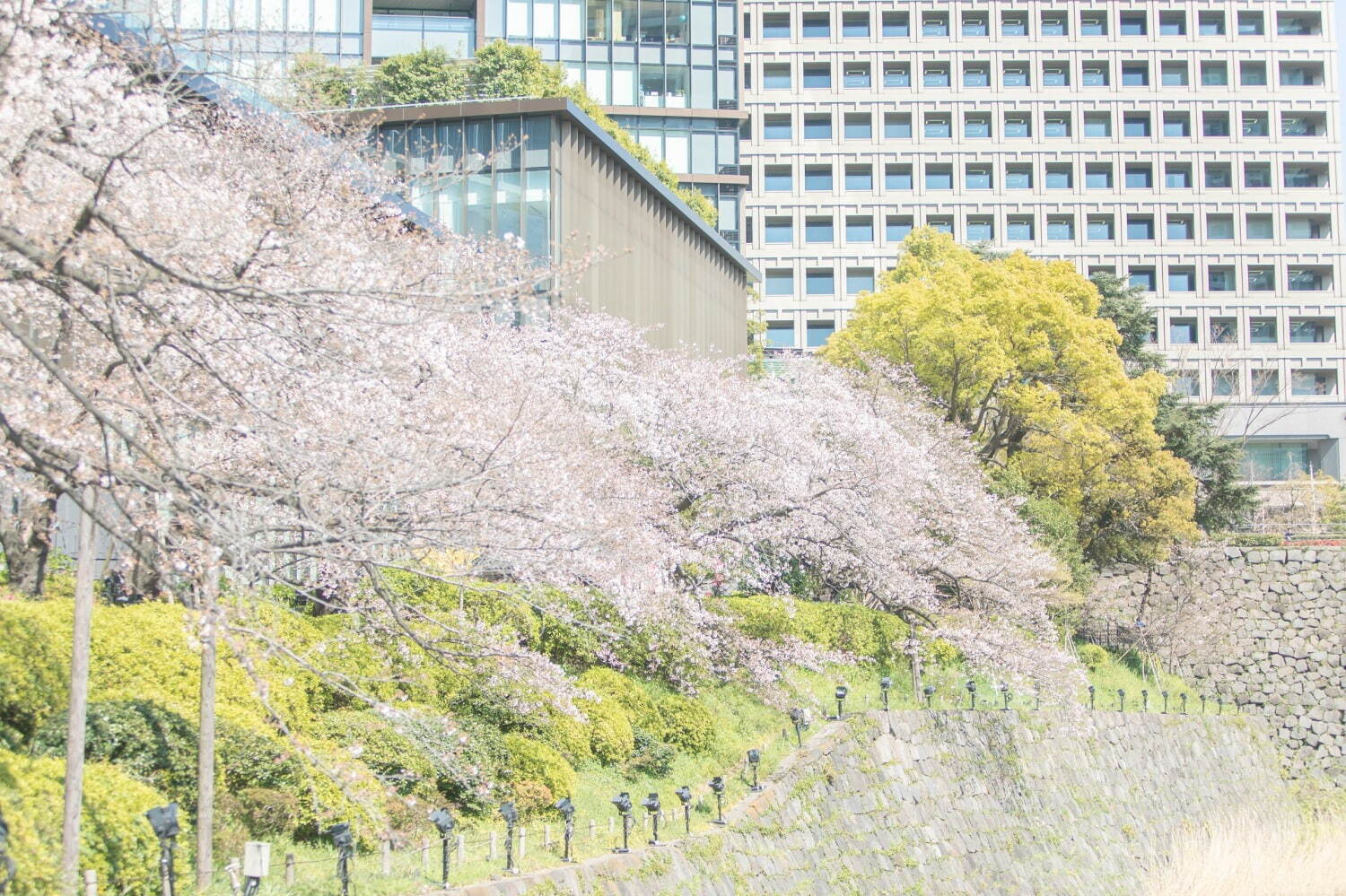 “花”をイメージした和洋折衷アフタヌーンティー、ザ・プリンスギャラリー 東京紀尾井町で｜写真7