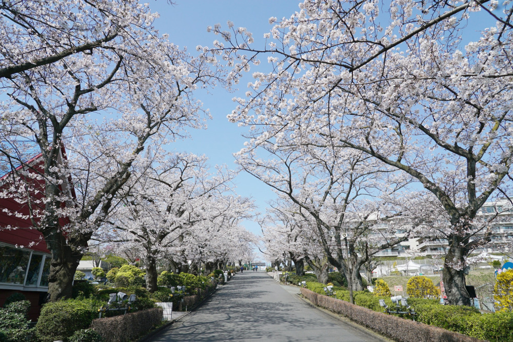 よみうりランド「夜桜ジュエルミネーション」桜並木×宝石色イルミネーション、“お花見コースター”も｜写真6