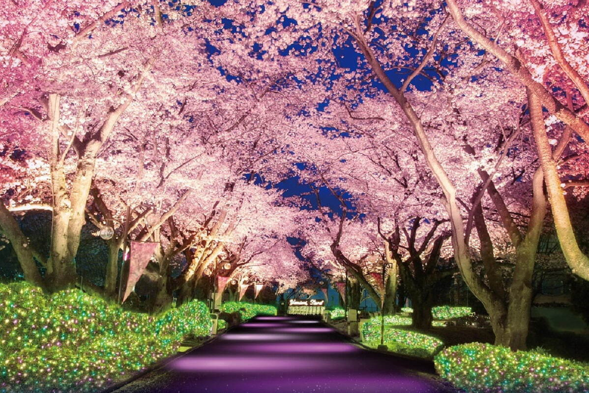 よみうりランド「夜桜ジュエルミネーション」桜並木×宝石色