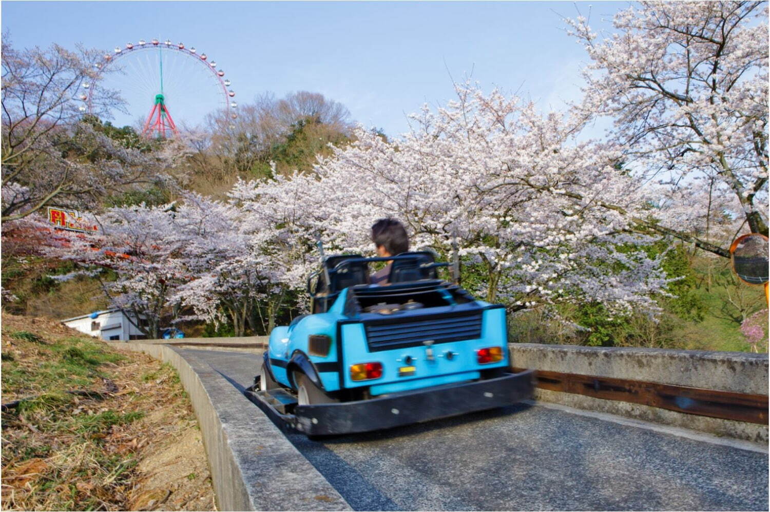 2,500本の桜が咲き誇るお花見イベント「さがみ湖桜まつり」"夜桜×光"の幻想的な競演も｜写真3