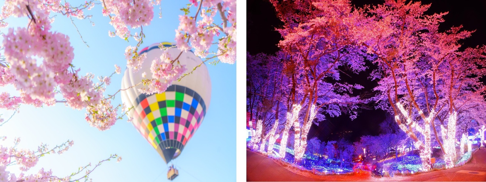 2,500本の桜が咲き誇るお花見イベント「さがみ湖桜まつり」"夜桜×光"の幻想的な競演も｜写真11