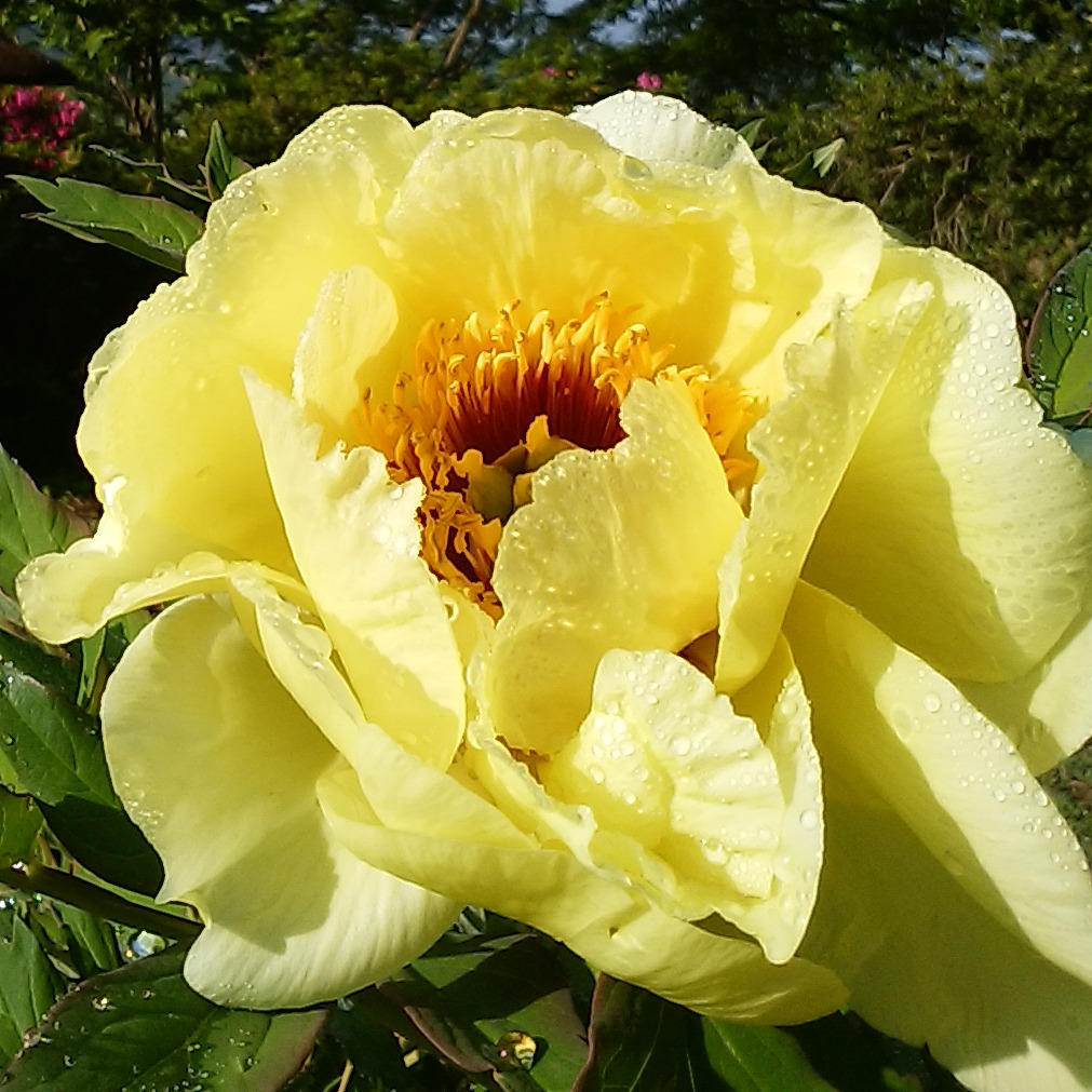 茨城“世界最大級”「つくば牡丹園」約800種類6万株の花々が咲き誇る牡丹・シャクヤク庭園｜写真7