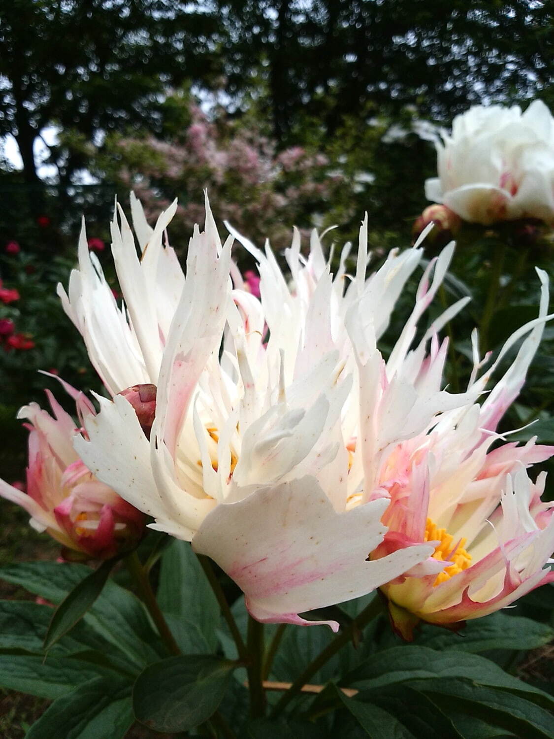 茨城“世界最大級”「つくば牡丹園」約800種類6万株の花々が咲き誇る牡丹・シャクヤク庭園｜写真5