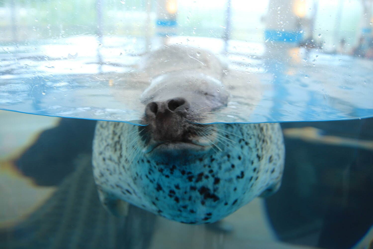 京都水族館「夜のすいぞくかん」“夜だけ見れる”魚の大群＆ペンギンの寝顔、イルカのナイトパフォーマンス｜写真4