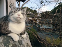 岩合光昭の写真展、阪急うめだ本店で - 世界各地の“ねこ”写真など作品約120点が集結｜写真2