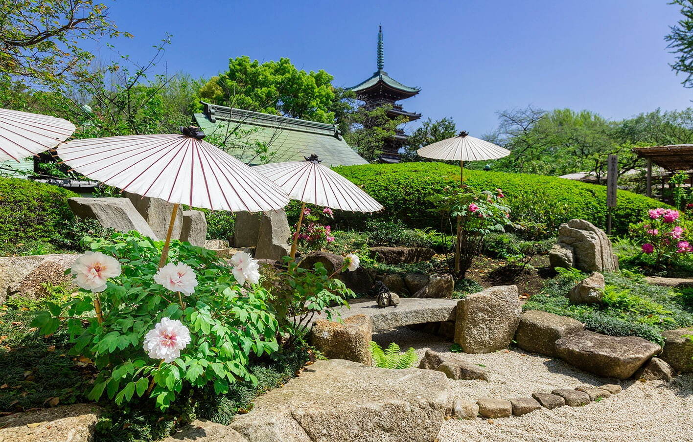 「第四十三回 上野東照宮 春のぼたん祭」希少品種含む、110種500株以上のボタンが苑内を彩る｜写真1