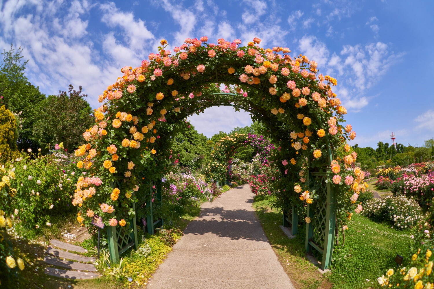 1万株の薔薇が咲き誇る 京成バラ園 春イベント バラの香り を楽しむメリーゴーランド誕生 ファッションプレス