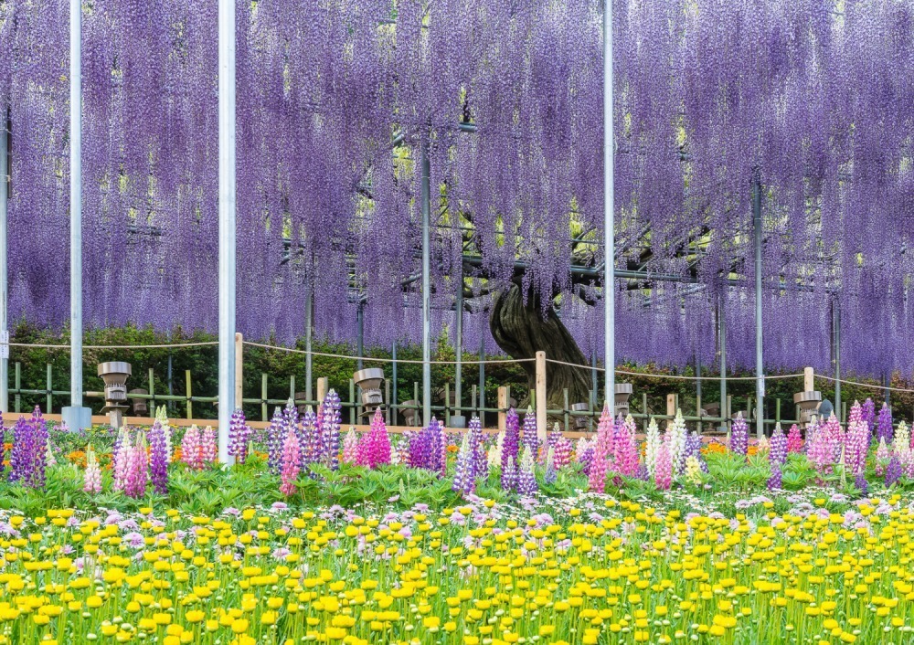 栃木・あしかがフラワーパーク「ふじのはな物語」大藤ライトアップ＆白藤のトンネルが織りなす春の絶景｜写真17