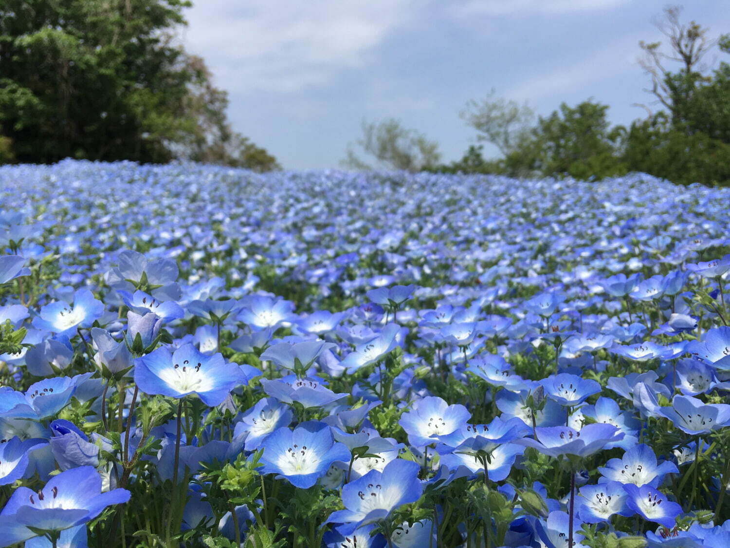 「ゴールデンウィーク」おでかけイベント2022年、グルメフェス＆お花見など人気観光地のGWイベント｜写真18