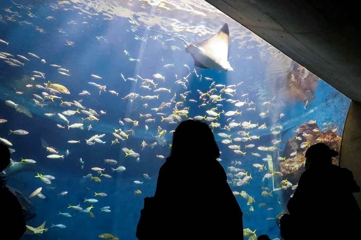 鴨川シーワールドで夜の水族館探検「ナイトアドベンチャー」立っ