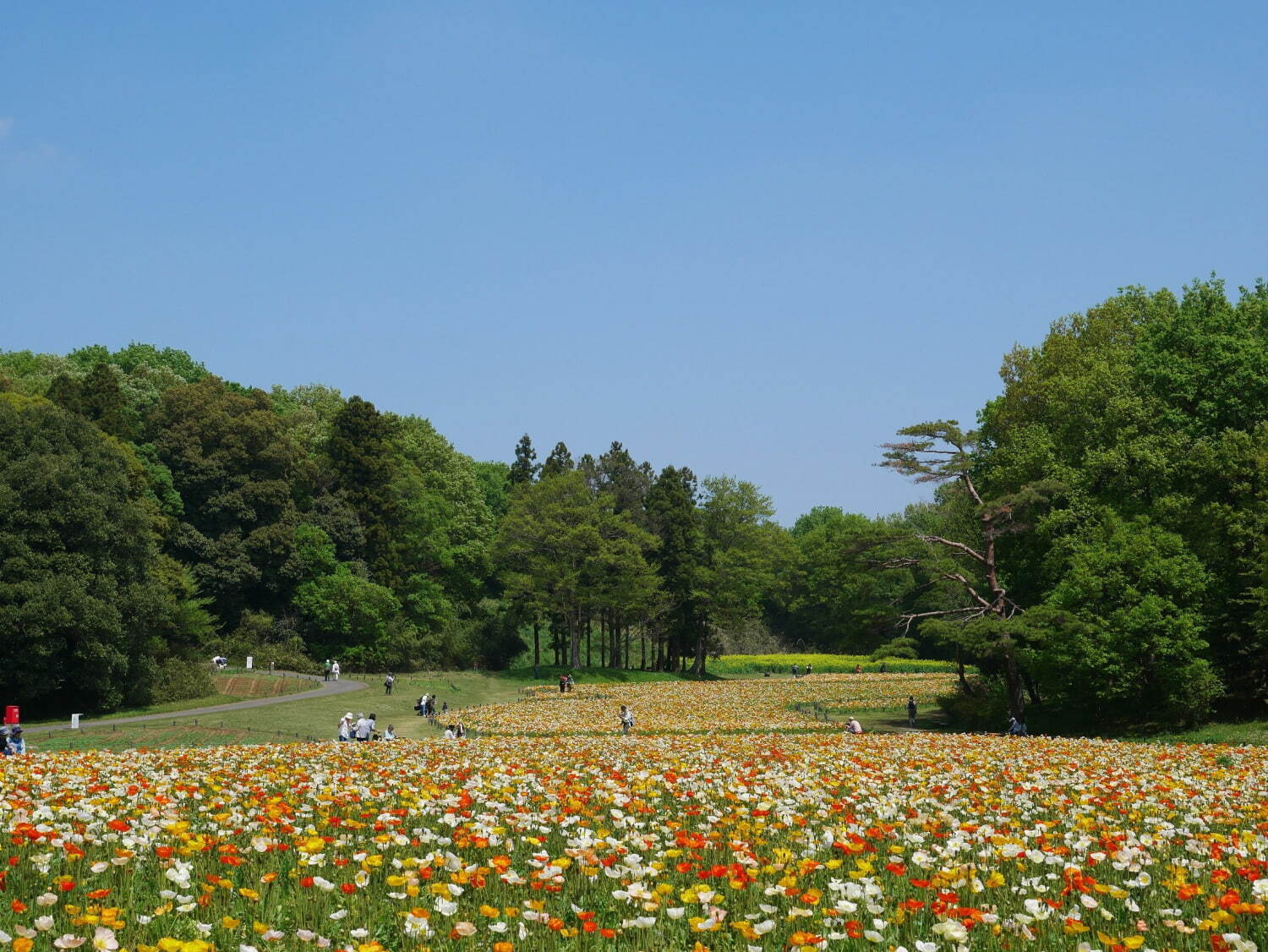 埼玉・国営武蔵丘陵森林公園、ビタミンカラーの「アイスランドポピー」が約70万本咲く花畑｜写真2