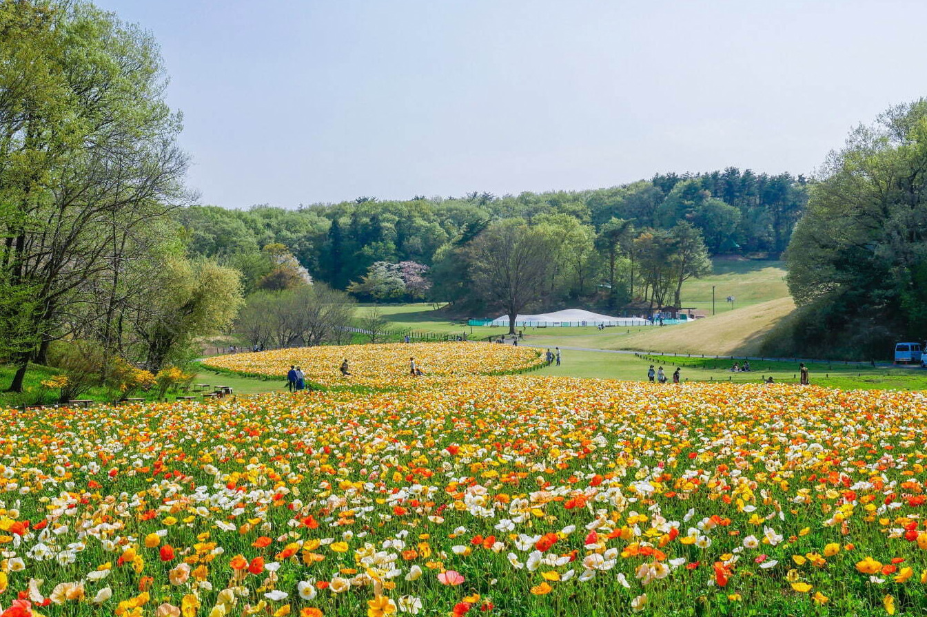 埼玉 国営武蔵丘陵森林公園 ビタミンカラーの アイスランドポピー が約70万本咲く花畑 ファッションプレス