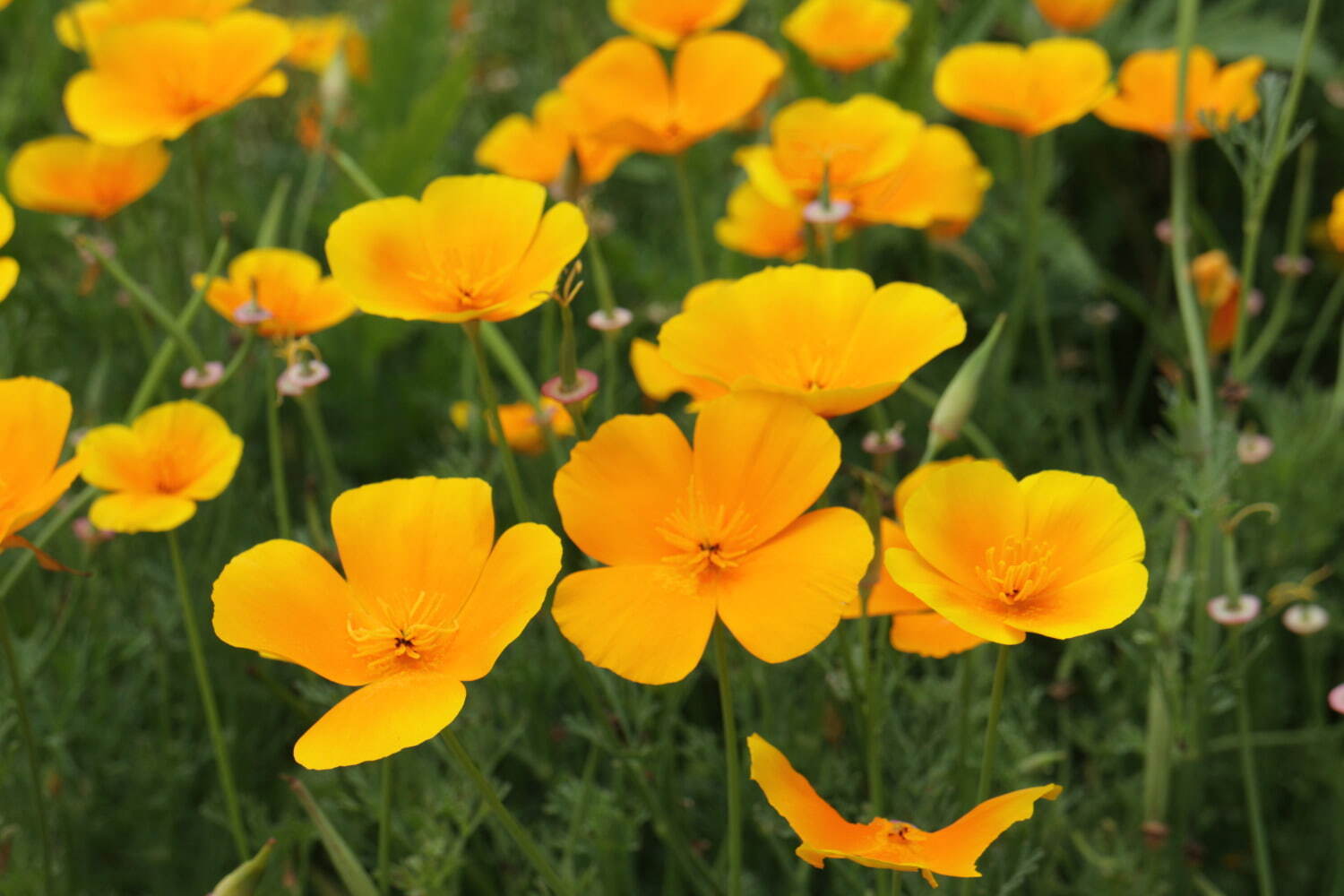 横須賀市くりはま花の国「ポピー・ネモフィラまつり」約100万本のポピー＆ブルーの花畑を入園無料で｜写真4