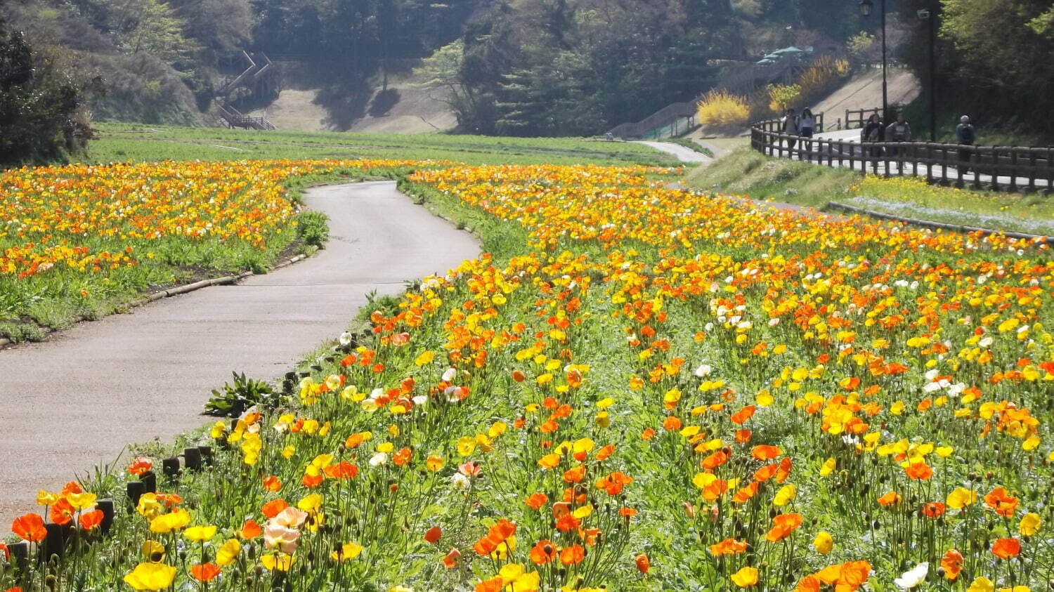 横須賀市くりはま花の国「ポピー・ネモフィラまつり」約100万本のポピー＆ブルーの花畑を入園無料で｜写真13