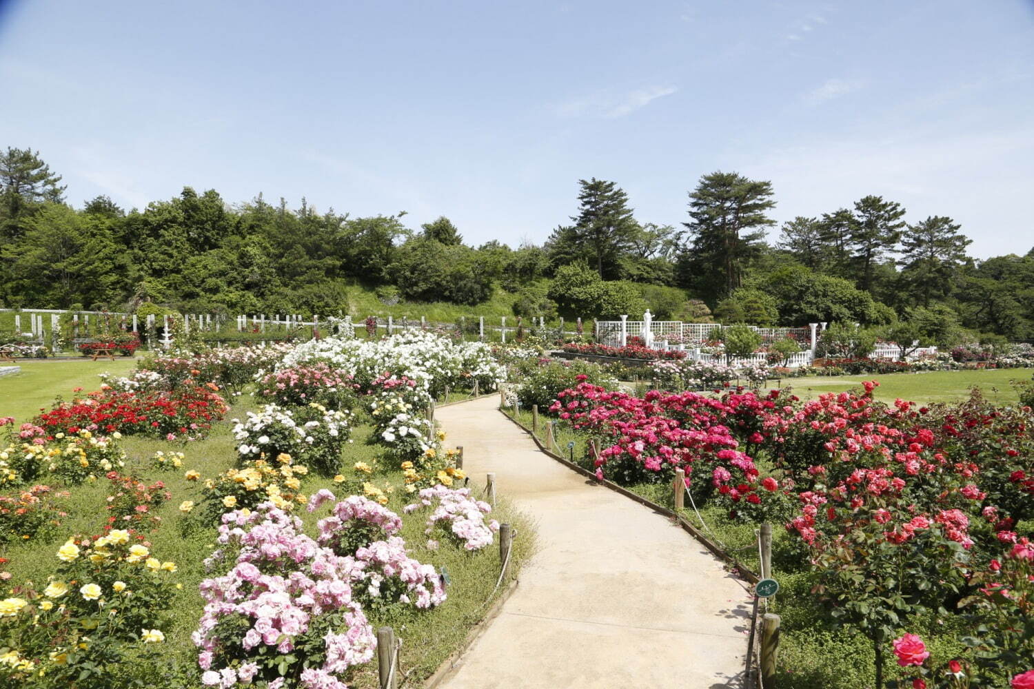 生田緑地ばら苑“秘密の花園”ローズガーデン、約800種・約3,300株のバラ