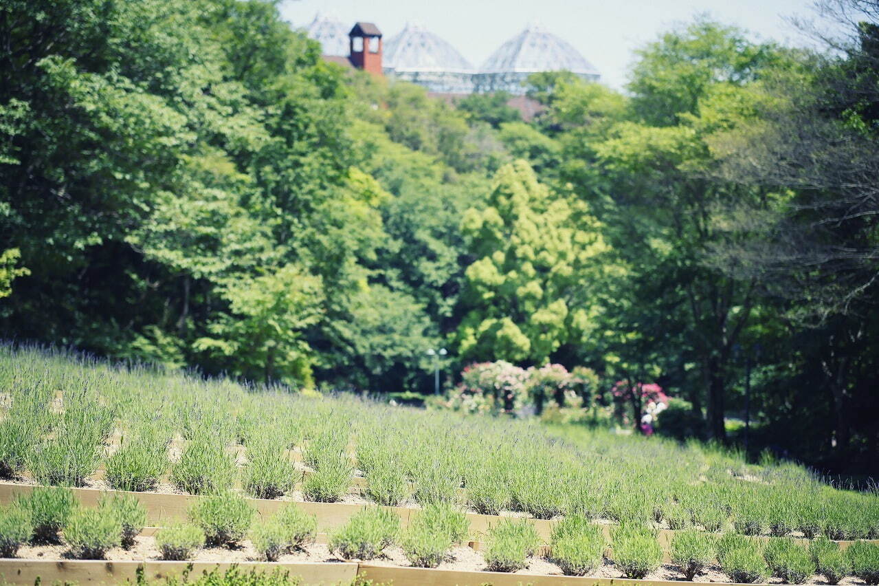 「ラベンダー＆ローズフェア」神戸布引ハーブ園／ロープウェイで、ハーブ約100種が揃うガイドツアーも｜写真6