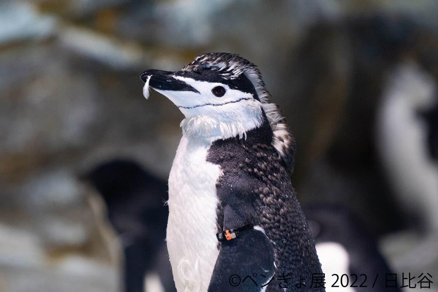 「ペンぎょ展」ペンギンと⾦⿂の合同写真展＆イラスト物販展、東京・名古屋・福岡で開催｜写真14