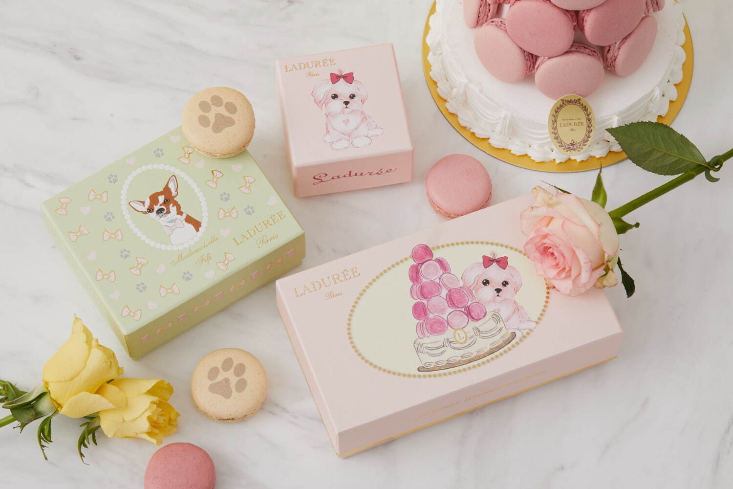 ラデュレ(Ladurée) チワワ＆マルチーズ｜写真1