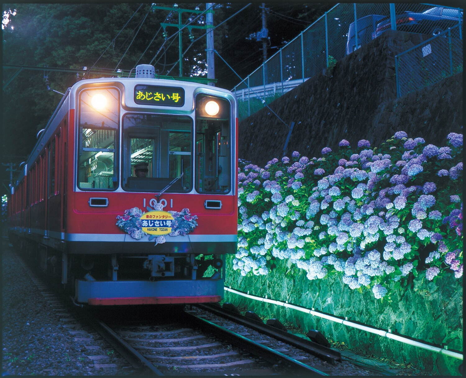 「箱根あじさい電車」の夜間ライトアップ、車窓から楽しめる幻想的なあじさい｜写真1