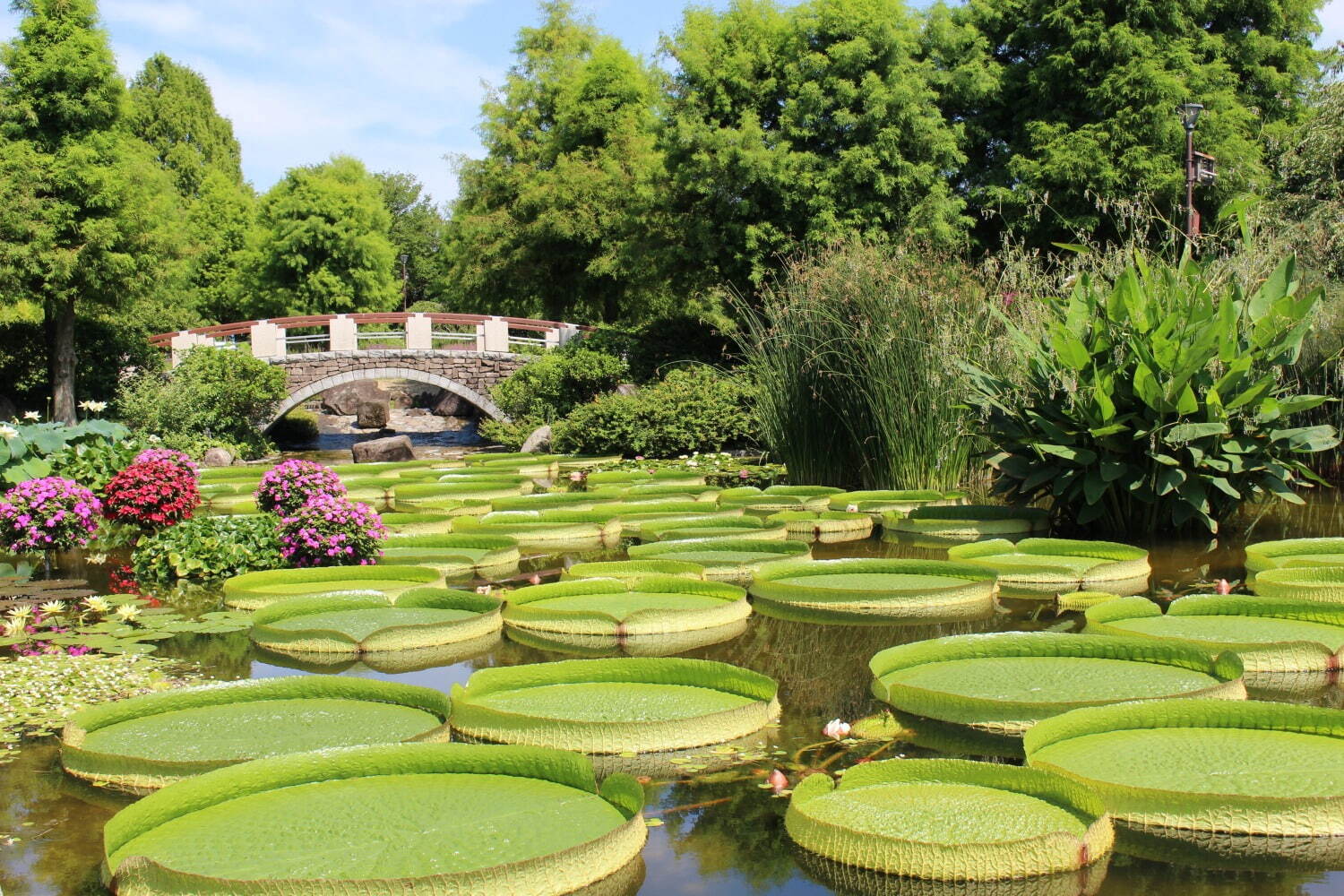 滋賀・⽔⽣植物公園みずの森「スイレン展」満開のスイレンが園内に＆"和と洋”テーマの演出など｜写真19