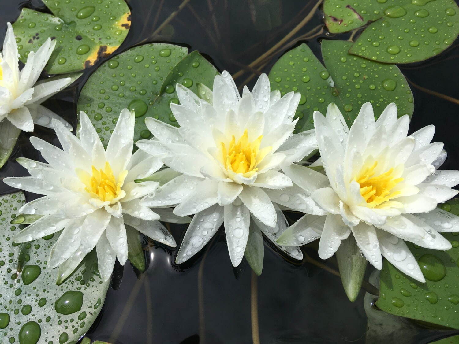 滋賀・⽔⽣植物公園みずの森「スイレン展」満開のスイレンが園内に＆"和と洋”テーマの演出など｜写真15