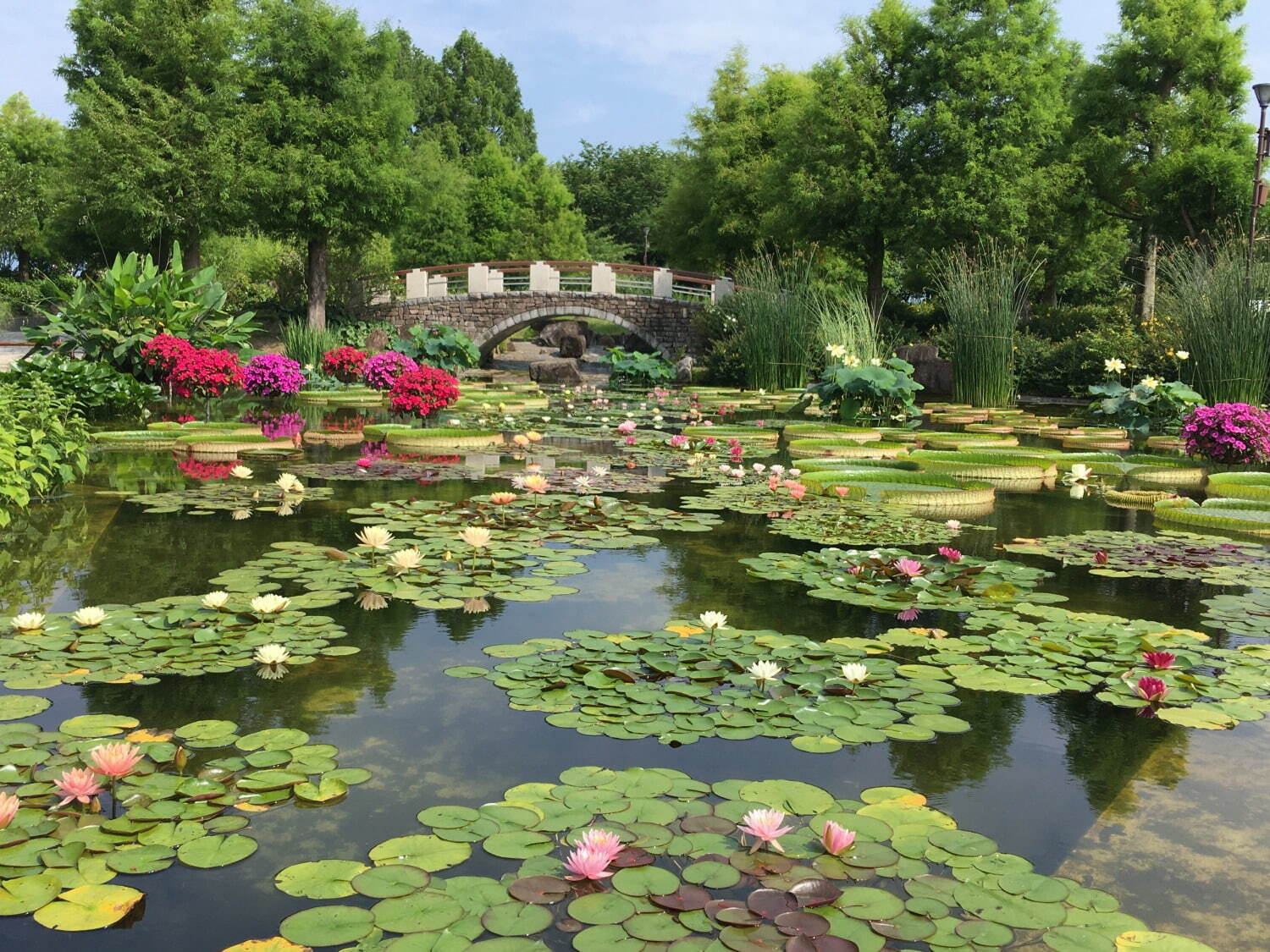 滋賀・⽔⽣植物公園みずの森「スイレン展」満開のスイレンが園内に＆"和と洋”テーマの演出など｜写真20