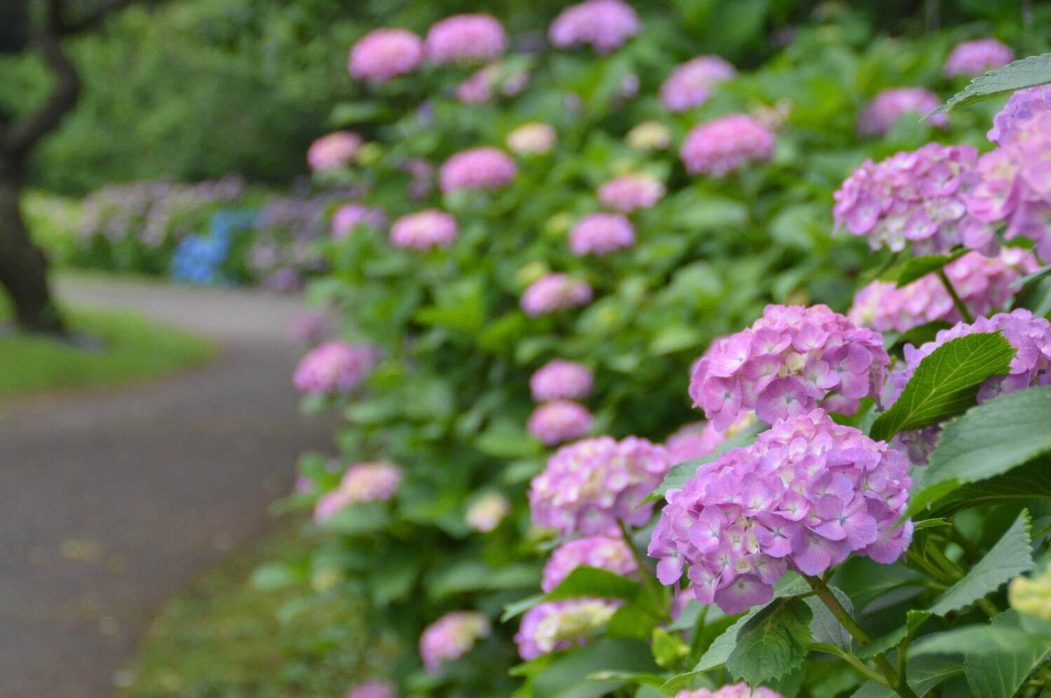 「花菖蒲・睡蓮まつり」神奈川・小田原フラワーガーデンで、池に映る花菖蒲＆睡蓮の共演も｜写真5