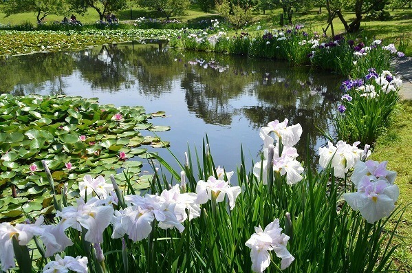 「花菖蒲・睡蓮まつり」神奈川・小田原フラワーガーデンで、池に映る花菖蒲＆睡蓮の共演も｜写真12