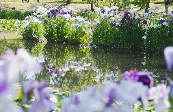 「花菖蒲・睡蓮まつり」神奈川・小田原フラワーガーデンで、池に映る花菖蒲＆睡蓮の共演も｜写真8