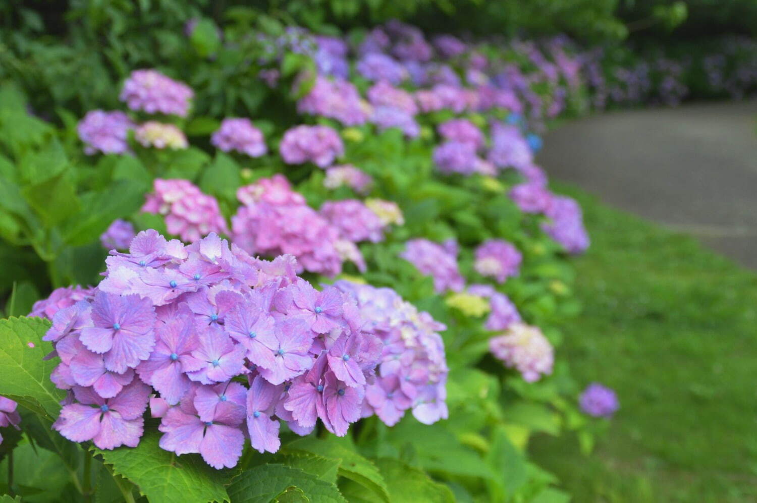 「花菖蒲・睡蓮まつり」神奈川・小田原フラワーガーデンで、池に映る花菖蒲＆睡蓮の共演も｜写真6