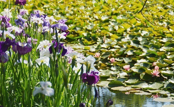 「花菖蒲・睡蓮まつり」神奈川・小田原フラワーガーデンで、池に映る花菖蒲＆睡蓮の共演も｜写真7