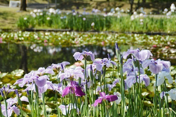 「花菖蒲・睡蓮まつり」神奈川・小田原フラワーガーデンで、池に映る花菖蒲＆睡蓮の共演も｜写真13