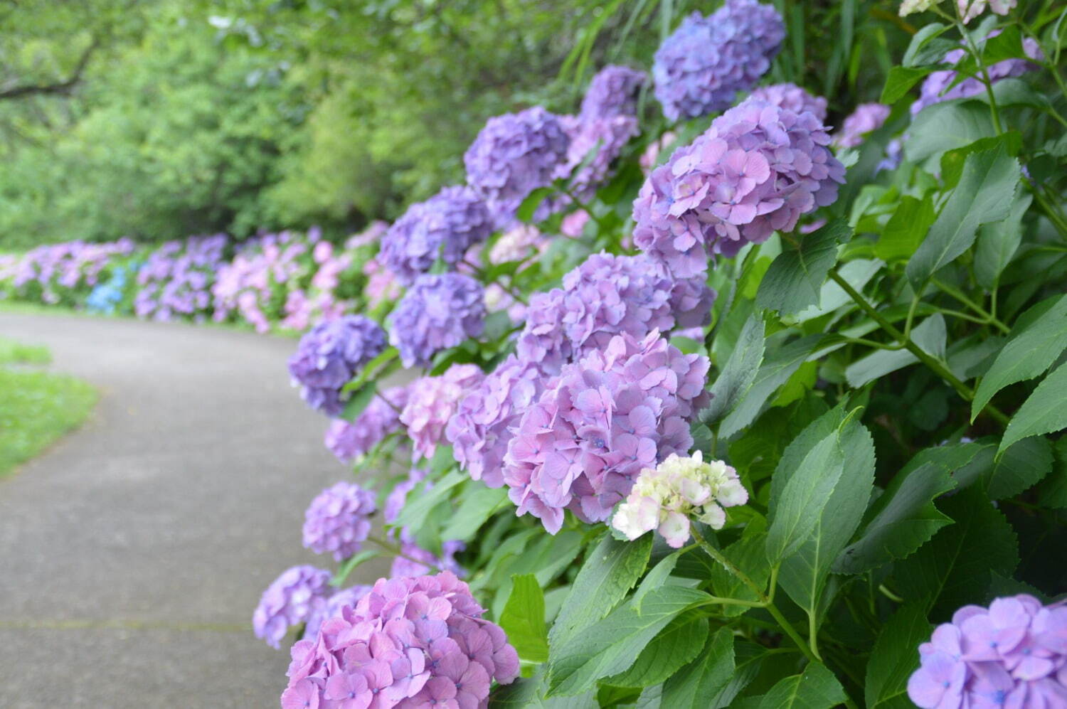 「花菖蒲・睡蓮まつり」神奈川・小田原フラワーガーデンで、池に映る花菖蒲＆睡蓮の共演も｜写真4