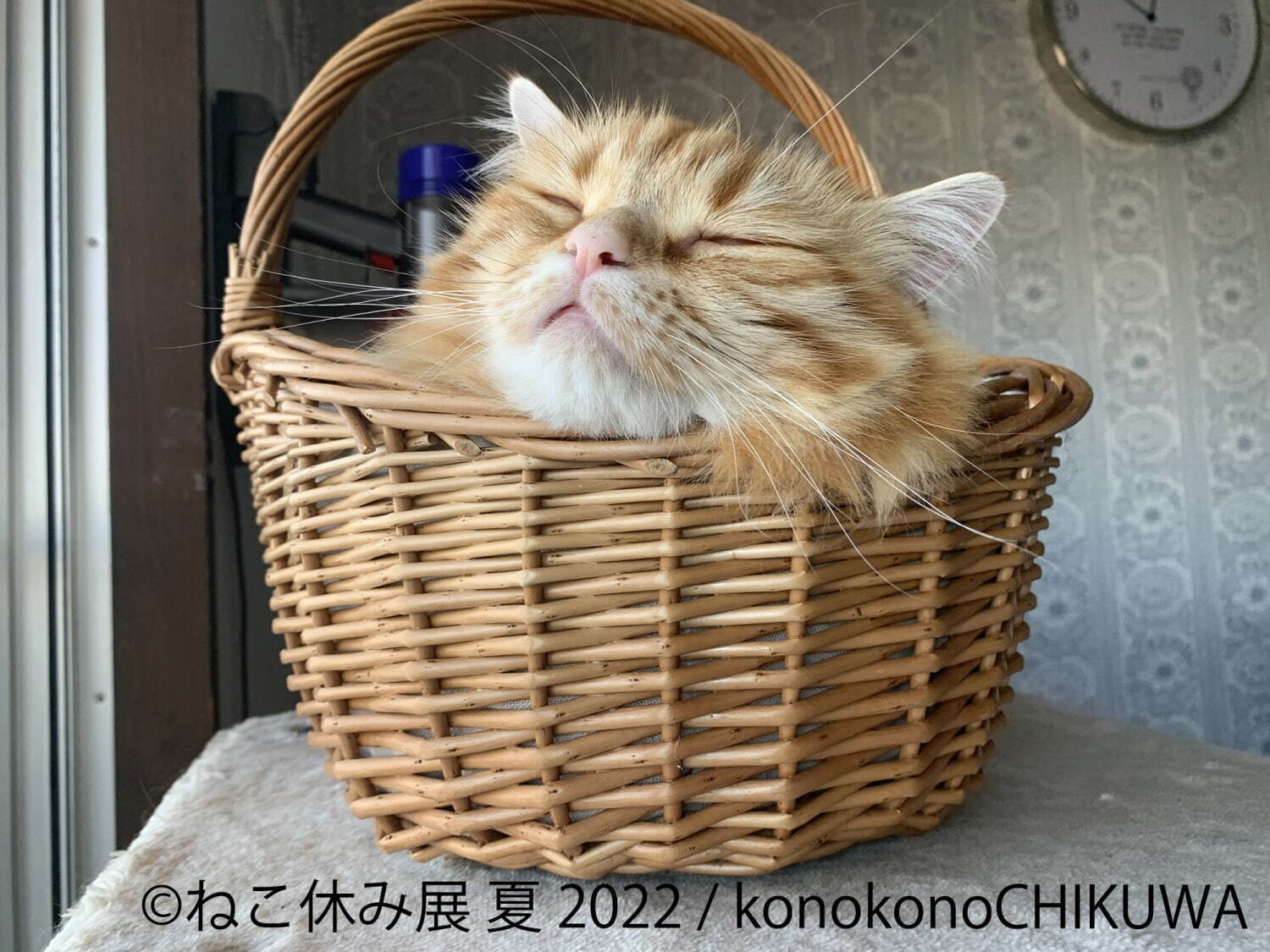 猫の合同写真展＆物販展「ねこ休み展 夏 2022」“ねこまみれ”癒しの猫の祭典が東京・浅草橋で｜写真3