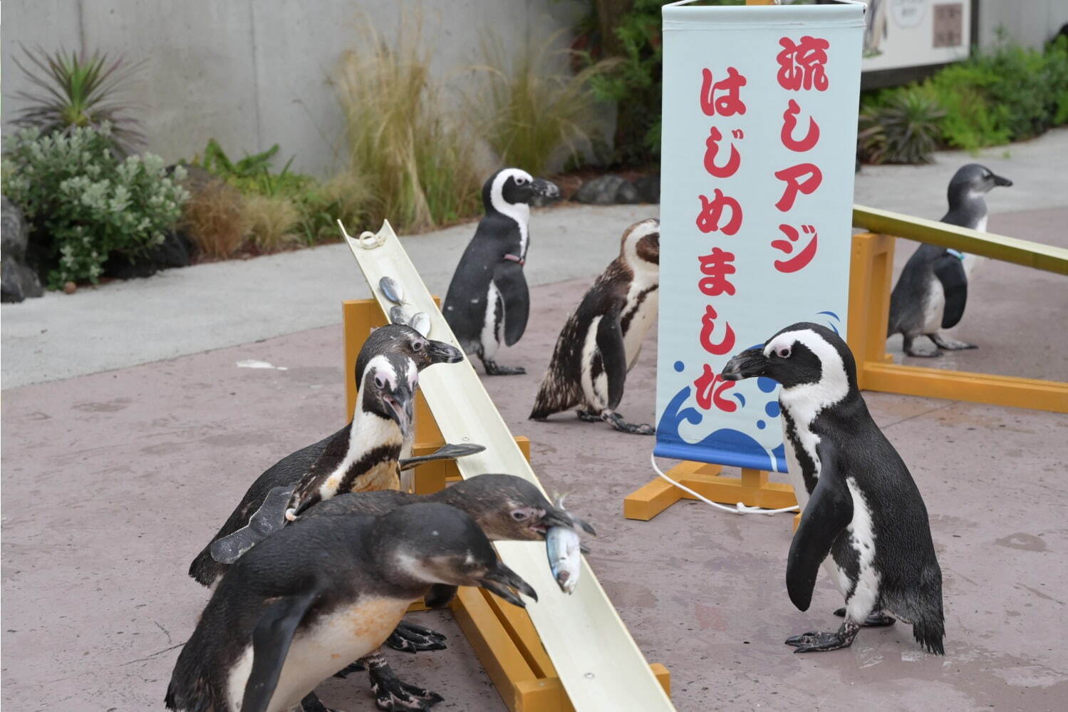 横浜・八景島シーパラダイス「サマースプラッシュフェス」ずぶ濡れスプラッシュ演出やイルカと泳ぐ特別体験｜写真13