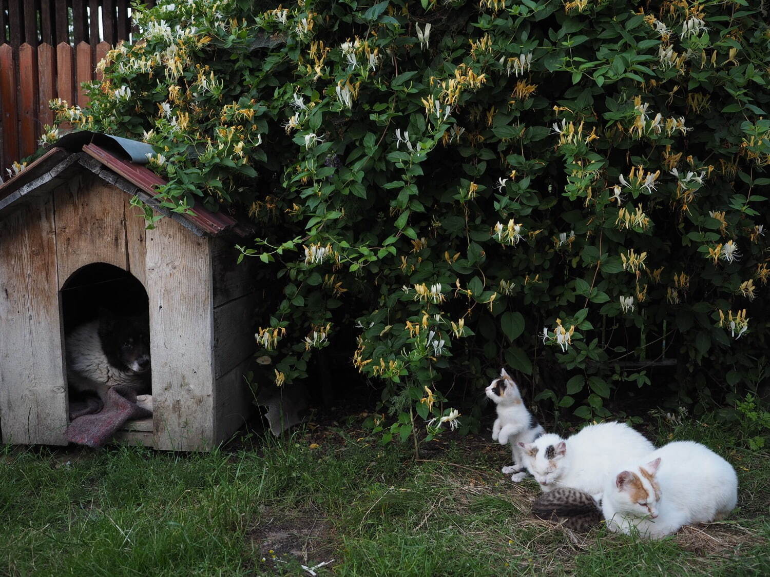 岩合光昭写真展 「ねこといぬ」千葉・パレット柏で、仲良しの"犬ねこ”コンビ＆日本の犬シリーズも｜写真5