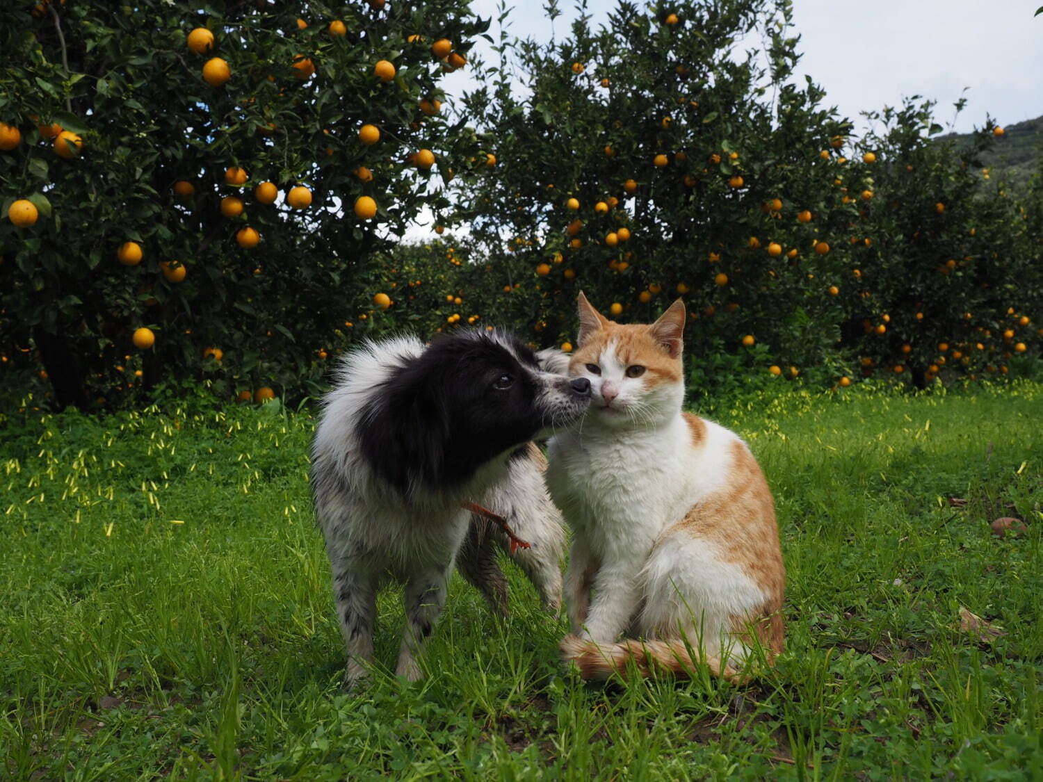 岩合光昭写真展 「ねこといぬ」千葉・パレット柏で、仲良しの"犬ねこ”コンビ＆日本の犬シリーズも｜写真7