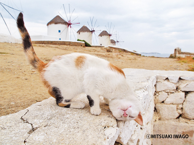 世界のネコの今日 - 岩合光昭の写真展「ねこ歩き」静岡・広島・青森に巡回｜写真2