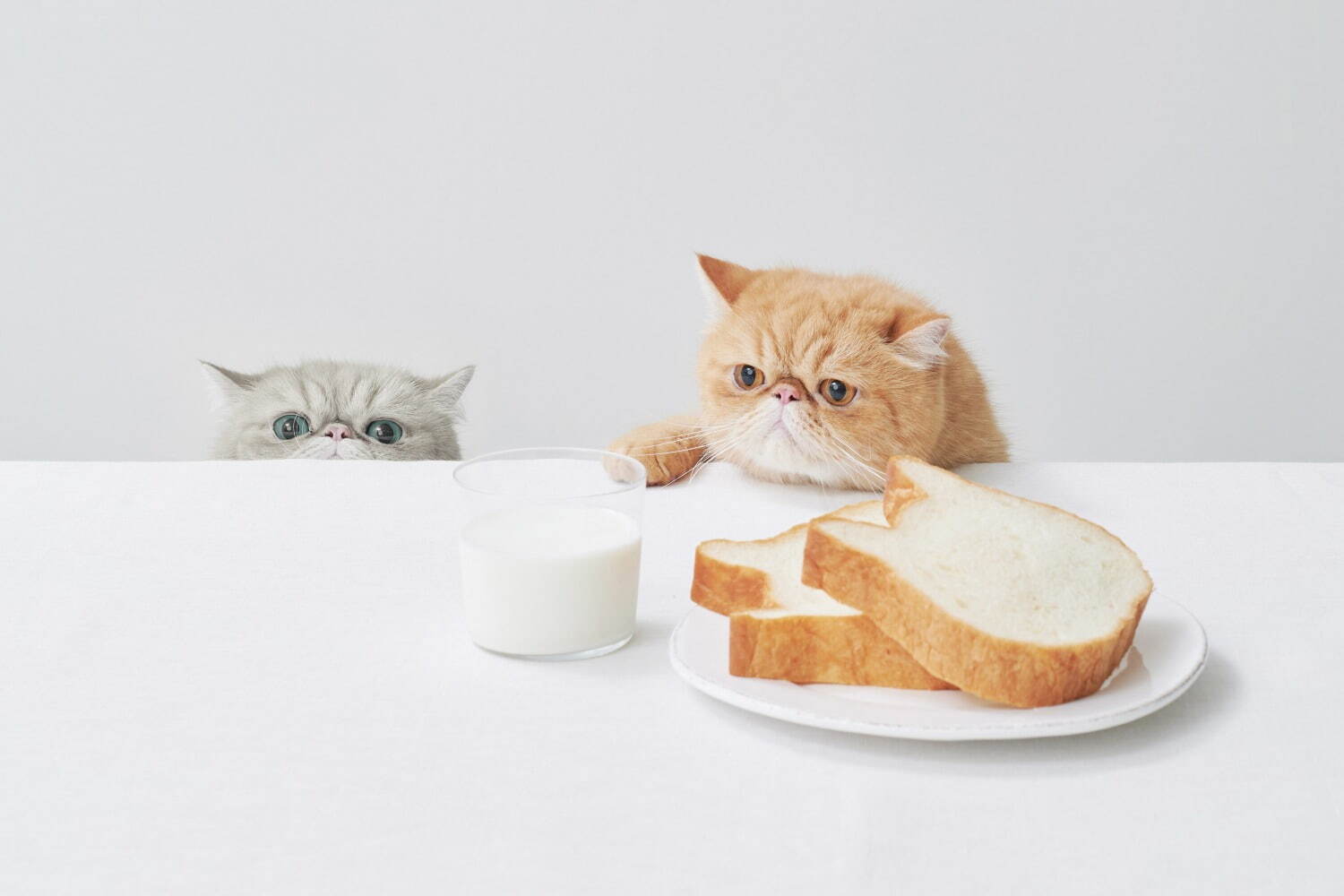 ねこねこ(NEKO NEKO) ねこねこ ねこねこ食パン｜写真9